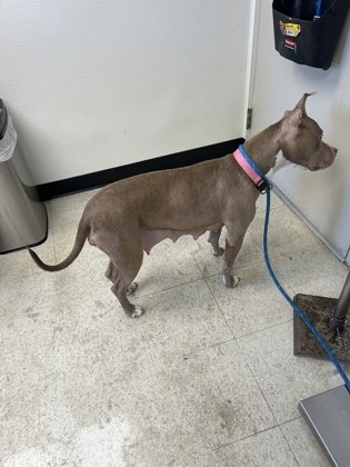 61951062 - Pit Bull Terrier / Mix available for adoption