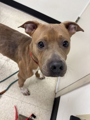 61686310 - Pit Bull Terrier / Mix available for adoption