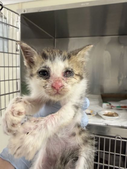 61735984 - Domestic Shorthair / Mix available for adoption