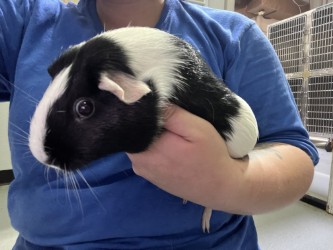 STAR - Guinea Pig / Guinea Pig available for adoption