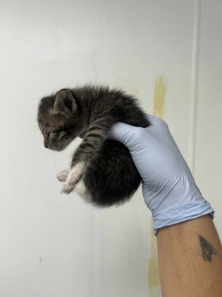 61709519 - Domestic Medium Hair / Mix available for adoption