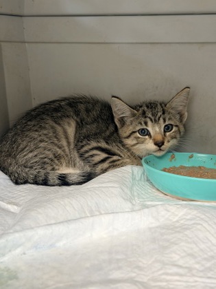 61845234 - Domestic Shorthair / Mix available for adoption