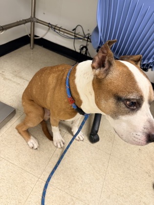 PRINCE - Pit Bull Terrier / Mix available for adoption