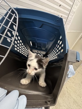 61949843 - Domestic Shorthair / Mix available for adoption