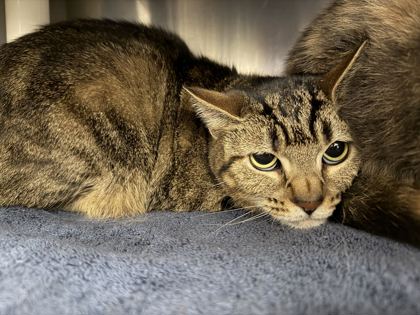 LILTN - Domestic Shorthair / Mix available for adoption