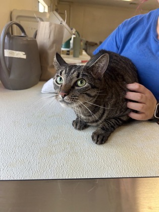 61743859 - Domestic Shorthair / Mix available for adoption