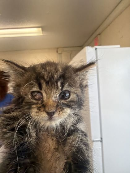61776912 - Domestic Medium Hair / Mix available for adoption
