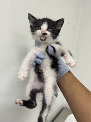 61709418 - Domestic Shorthair / Mix available for adoption