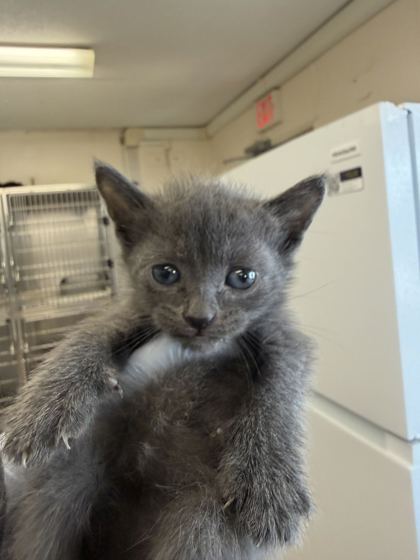 61918911 - Domestic Shorthair / Mix available for adoption