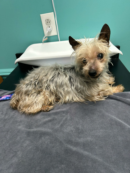 61953779 - Yorkshire Terrier / Mix available for adoption
