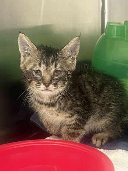 61963193 - Domestic Shorthair / Mix available for adoption