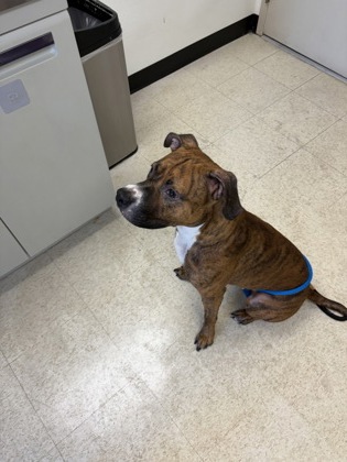 61828828 - American Pit Bull Terrier / Mix available for adoption