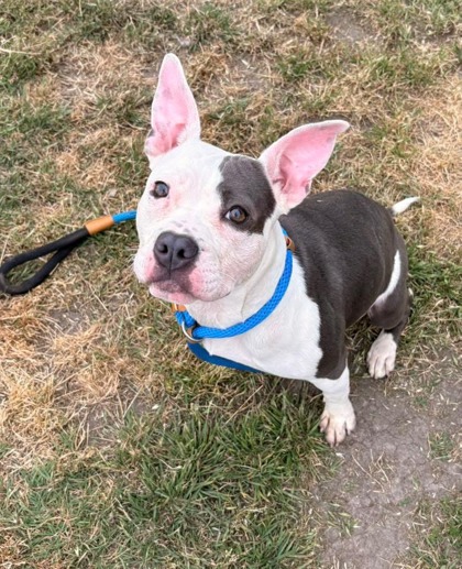 DAISY - Pit Bull Terrier / Mix for adoption in Norfolk