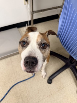 PRINCE - Pit Bull Terrier / Mix available for adoption