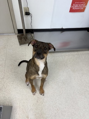 ROCKO - American Pit Bull Terrier / Mix available for adoption