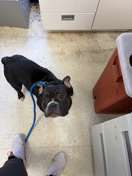 61826559 - Bully American - Pocket / Mix available for adoption