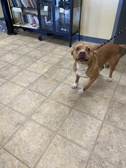 BELLA - Pit Bull Terrier / Mix available for adoption