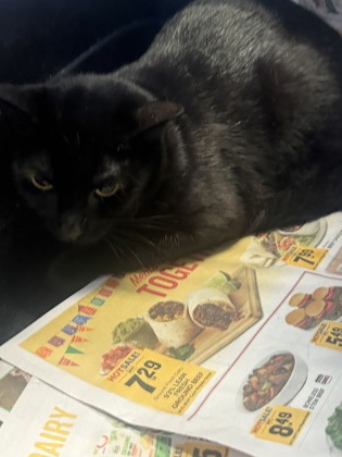 BABY - Domestic Shorthair / Mix available for adoption
