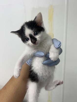 61709402 - Domestic Shorthair / Mix available for adoption