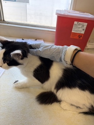 61894065 - Domestic Medium Hair / Mix available for adoption