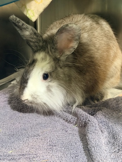 STORMY - Angora Rabbit / Angora Rabbit available for adoption