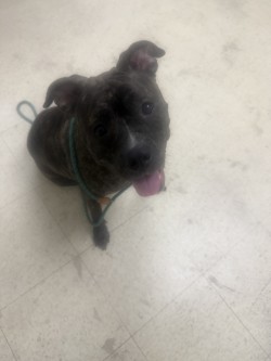 CHINA - Pit Bull Terrier / Mix available for adoption