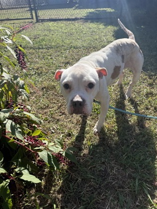 SNOW - Pit Bull Terrier / Mix available for adoption