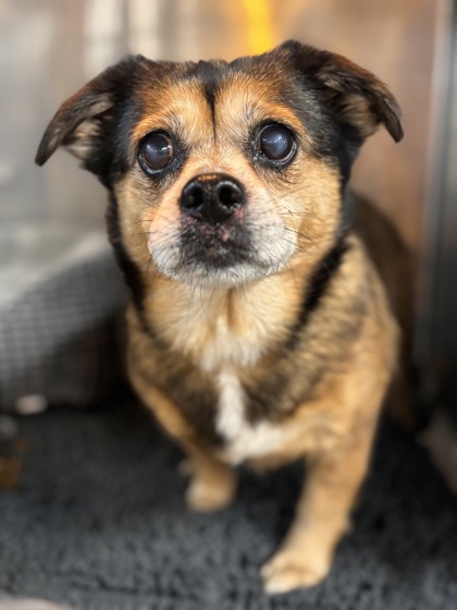 DIAMOND - Pug / Pomeranian available for adoption