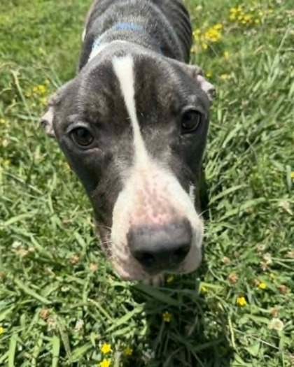 ICELAND - Pit Bull Terrier / Mix for adoption in Norfolk