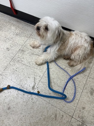 61714488 - Shih Tzu / Mix available for adoption