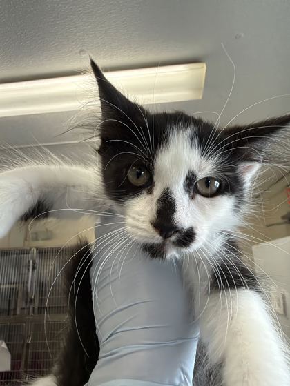 61989581 - Domestic Medium Hair / Mix available for adoption