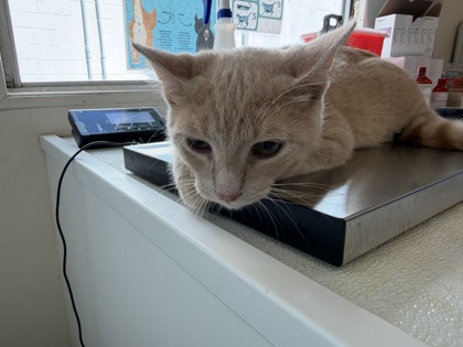 ARCHIE - Domestic Shorthair / Mix available for adoption