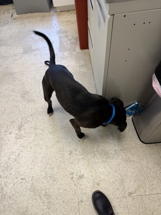 RILLO - Pit Bull Terrier / Mix available for adoption