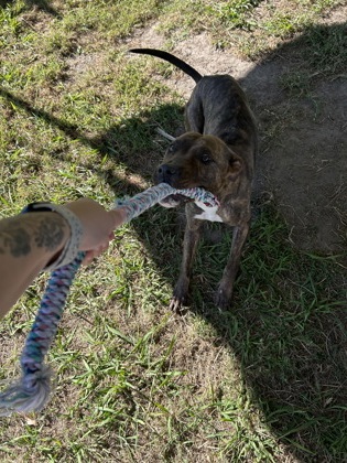 COCO - Pit Bull Terrier / Mix available for adoption