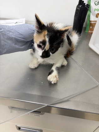 61755409 - Domestic Shorthair / Mix available for adoption