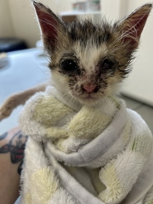 61735984 - Domestic Shorthair / Mix available for adoption