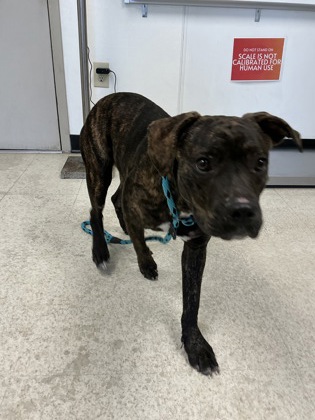 61942621 - Pit Bull Terrier / Mix available for adoption