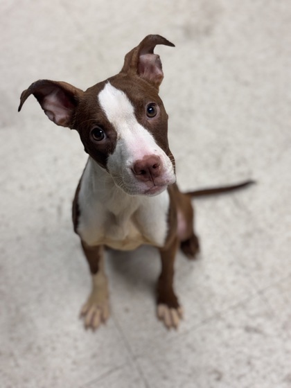 HAZEL - Pit Bull Terrier / Mix available for adoption