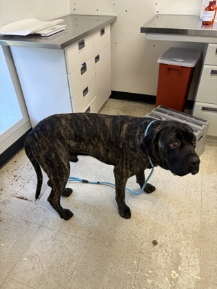 SLAY - Cane Corso / Mix available for adoption