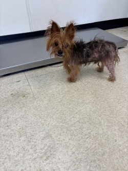 61828680 - Yorkshire Terrier / Mix available for adoption