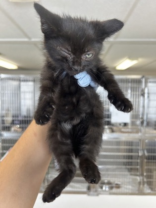 61871801 - Domestic Shorthair / Mix available for adoption