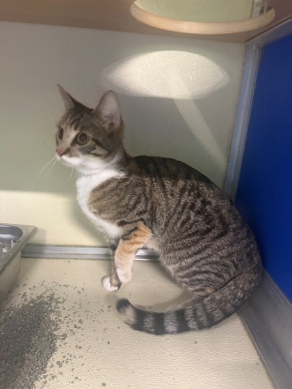 TABITHA JINX - Domestic Shorthair / Mix available for adoption