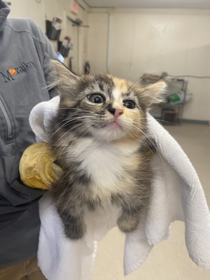 61780481 - Domestic Medium Hair / Mix available for adoption