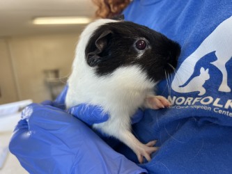 61979583 - Guinea Pig / Guinea Pig available for adoption
