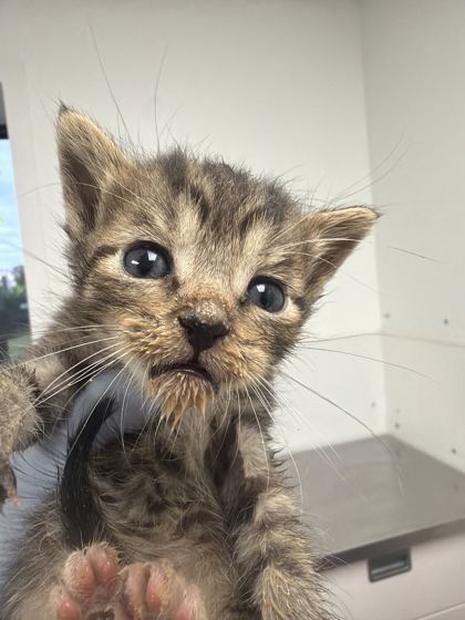 61800196 - Domestic Shorthair / Mix available for adoption