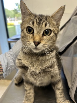 61928490 - Domestic Shorthair / Mix available for adoption