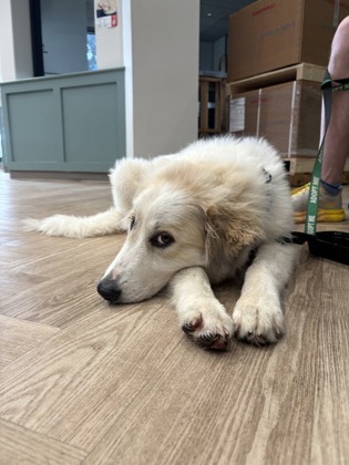 61719343 - Great Pyrenees / Mix available for adoption
