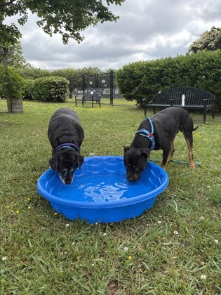 JAX - Labrador Retriever / Mastiff available for adoption