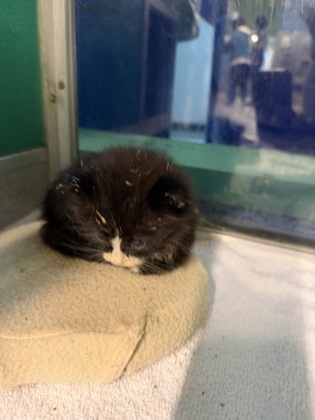 61842955 - Domestic Medium Hair / Mix available for adoption