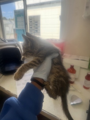 61821537 - Domestic Shorthair / Mix available for adoption